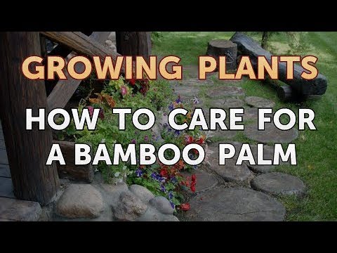 How to Nurse a Dying Ivy Plant Back to Life