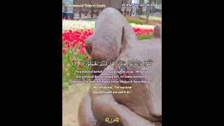 Download lagu 《﷽》 🍇QS. Ath-Thur (52): 19-20🍇 Muhammad Thaha al-Junaid mp3