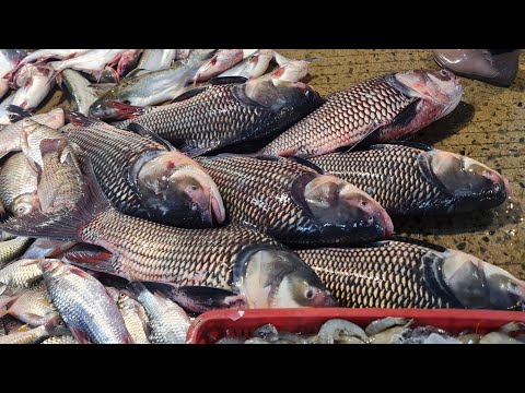 Liveliest Main Fish Wholesale Distribution in Cambodia 🇰🇭 Cambodian Market View, Main Fish Market