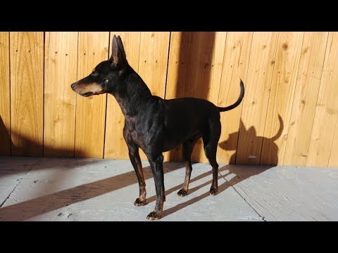 Baldwin (10yr old going deaf), an adopted Manchester Terrier in YERINGTON, NV_image-1