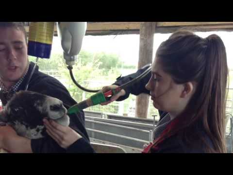 L2 Ag The First Month!