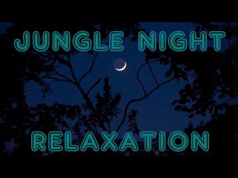 🎧 Relaxation par les sons réels de la jungle la nuit (20 minutes)