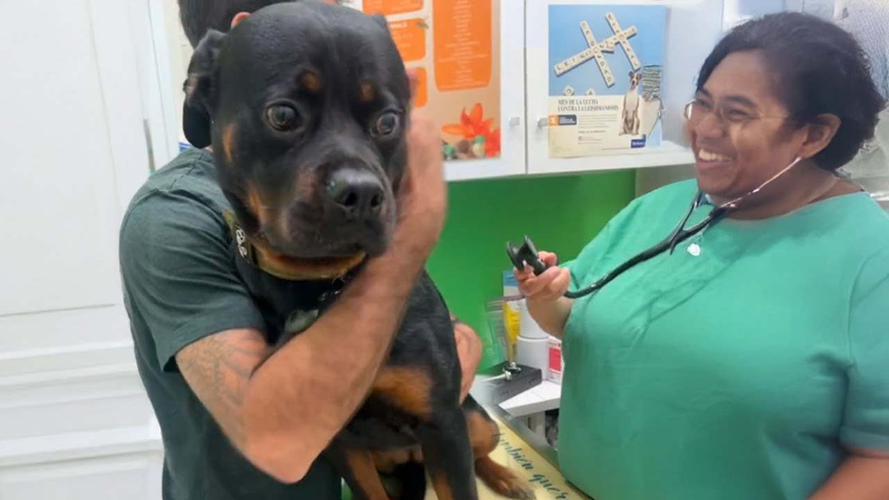 Even the Bravest Dogs need a little Comfort sometimes at Vet! Funniest Dog Reactions
