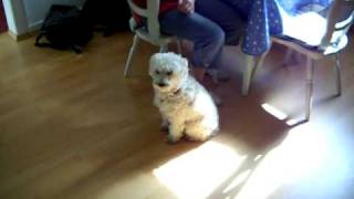 Dog Mozart goes crazy for Ditzner Lömsch Duo