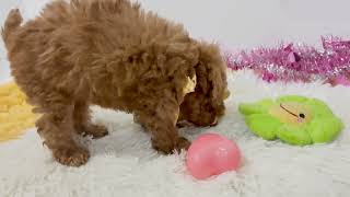 トイプードルの動画01