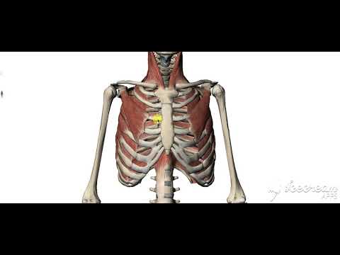 Pectoralis minor 2