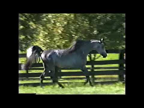 Imperial Al Kamar 1989 at Imperial Egyptian, MD