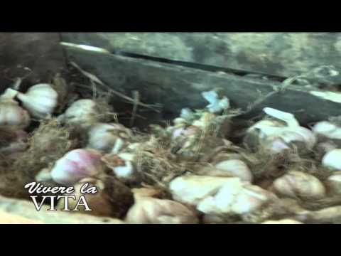 ONDA TG 12.11.2014 - AGLIO ROSSO DI SULMONA TERZO AL PRIMO CONTEST NAZIONALE