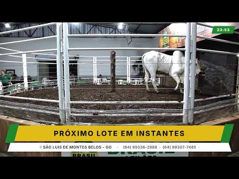 BRASIL LEILÕES - SÃO LUIS DE MONTES BELOS - GO -12/08/2026