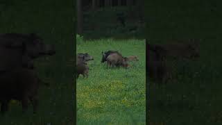 Big Rotte 🐗