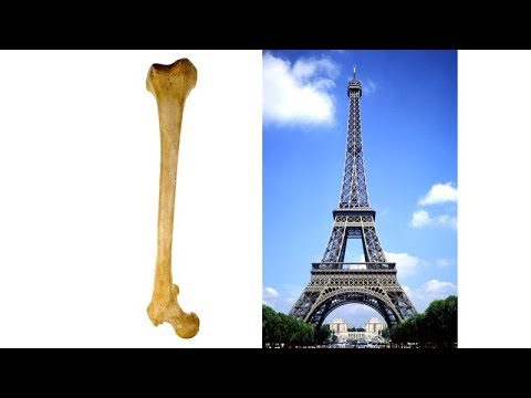 エッフェル塔は人間の骨を参考につくられた | Think Like A Tree | WIRED.jp