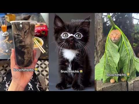 Bruschimichis 😹 ¡Los Gatos Más Locos del Internet! | 30 Minutos de Risas sin Parar