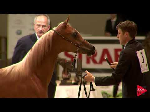 N 3 PSYARA BINT LAMANDRO   Wels 2019   Yearling Fillies Class 1A