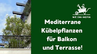 Mediterrane Kübelpflanzen für Balkon und Terrasse