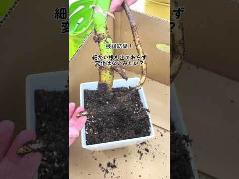 挿し木によるモンステラの繁殖: ステップバイステップ 植物