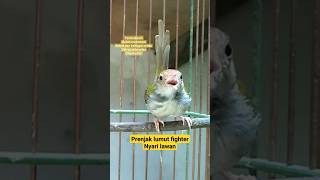 Download lagu prenjak lumut fighter #shorts #euweuhgawe #prenjakbawah mp3