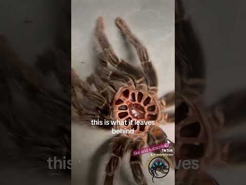 This GIANT Tarantula Just Molted! 🕷️ 😱 #pets #amazing #spider #animals #awesome #fun #tarantula