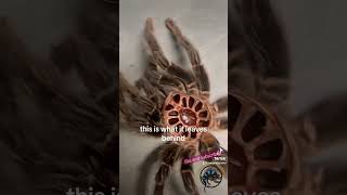 This GIANT Tarantula Just Molted! 🕷️ 😱 #pets #amazing #spider #animals #awesome #fun #tarantula