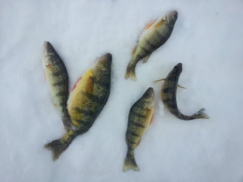Lowrance Elite 7 HDI Ice Fishing in action