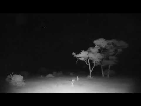 Djuma: Sights and sounds along with audio of lion roaring-Pt:2 - 02:51 - 06/11/19