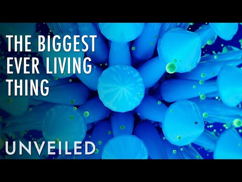 Scientists Uncover the World’s Largest Organism and it’s Not What You Think | Unveiled