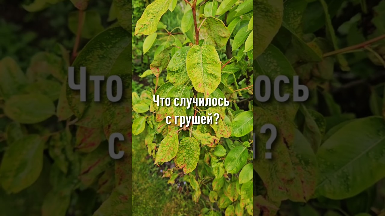 Волдыри на листьях груши? Это опасный вредитель! Лишит урожая и может погубить дерево! Чем обработать от клеща