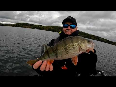 Hyvät ahvenrallit Vesijärvellä.