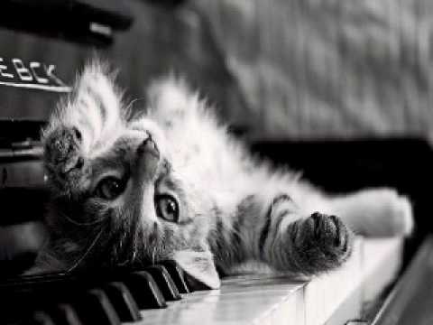 Mike Foyle & DNS Project - Cayo Norte