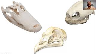 Origem dos Amniota - Parte  II