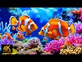 Under Red Sea 4K Beautiful Coral Reef Fish In Aquarium Sea Animals For Relaxation 4K Video 11