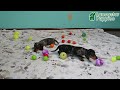 Miniature Dachshund dogs for sale: Owen - Video 1