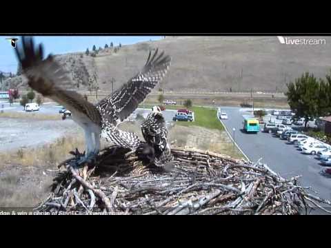 Video 2012 08 14 123225 Hellgate Osprey Crown Royal big big air