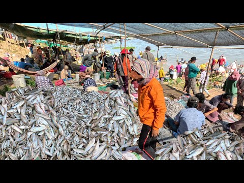 Ton of River Fish Are Distributed Daily @Tonle Sap River - Amazing Fish Harvest Season in Cambodia