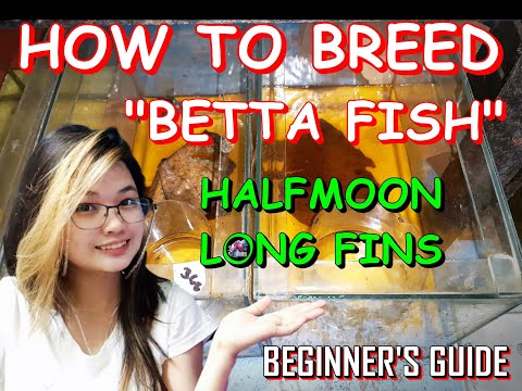 How to Breed Betta Fish (Halfmoon Long Fins Edition) | TUTORIAL fr. Jv's Breed (Tagalog)