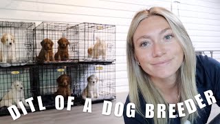 DAY IN THE LIFE OF A DOG BREEDER | PUPPIES NEW AREA, OUTSIDE PLAYTIME & AM I KEEPING A PUPPY