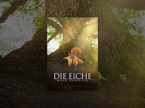 Die Eiche: Mein Zuhause