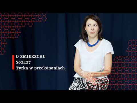 S02E27 Tyrka w przekonaniach - O Zmierzchu