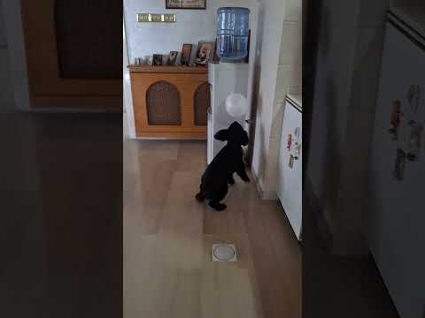 dog playing balloon #cockerspaniel #shorts #funny #funnyvideo #dog