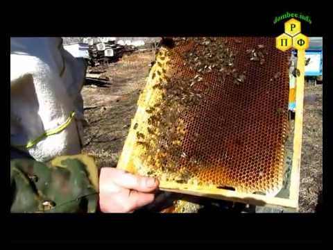 Пчеловодство. Семья трутовка