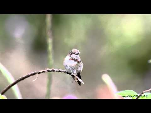 Chispitas al vuelo!!!