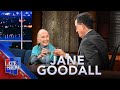 Jane Goodall On Voting To Save The Planet And Why Male Politicians Are Like Chimpanzees