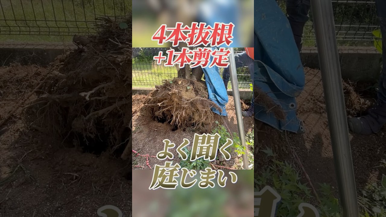 【植木屋の日常】手に負えなくなった樹木を抜いて庭じまい
