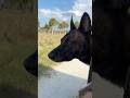 Slow Ride w/ K9 Dutch #dutchshepherd #dog #music #rock #classicrock