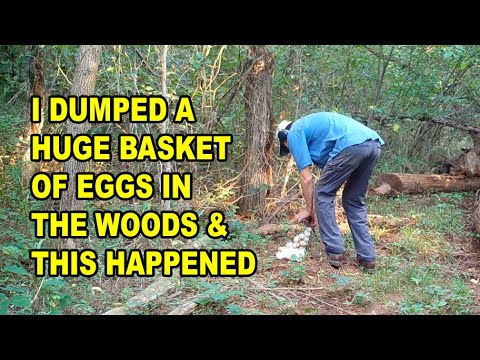 Log Cam 1 Wildlife Compilation August 2021 S2E35 #gamecam #trailcam #wildlife #compilation