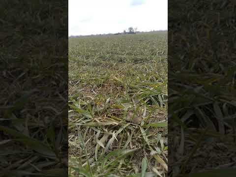 skowronek poranny wiosenny śpiew     lark spring morning singing