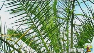 Zabadak  2012 Die Z Promis (Colja feat. Deejay Biene)