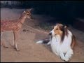 Lassie - Episode #465 - 
