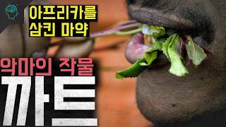 Download lagu '배고픔도 가난도 느끼지 못한다' 아프리카와 예멘을 지옥으로 만든 악마의 작물 '까트' mp3