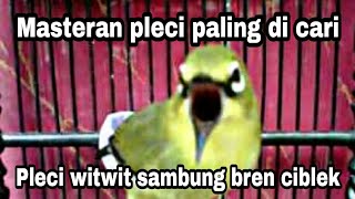Download lagu Masteran pleci witwit sambung bren ciblek kenari mp3