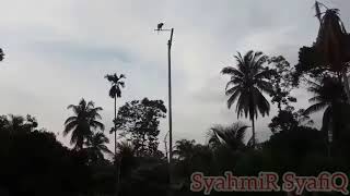 Download lagu Melatih Burung Bayan Nuri/Train Long-Tailed Parakeet 2 mp3